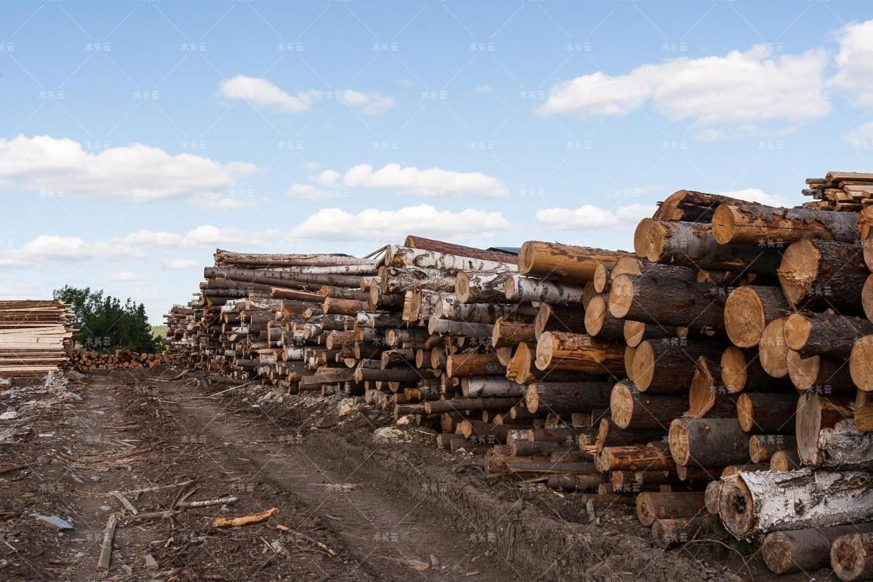 木材贸易商正在寻求增加伐木量的机会