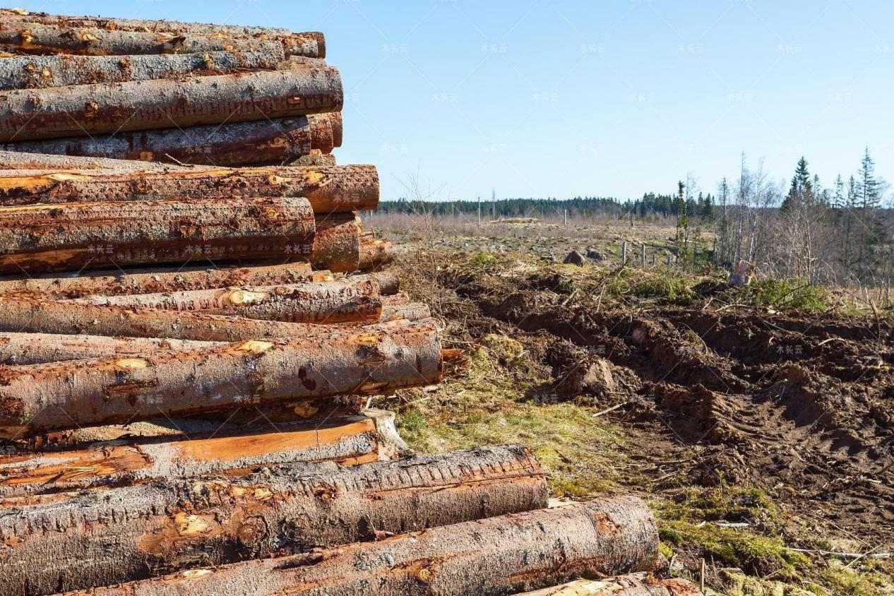 木材贸易商正在寻求增加伐木量的机会