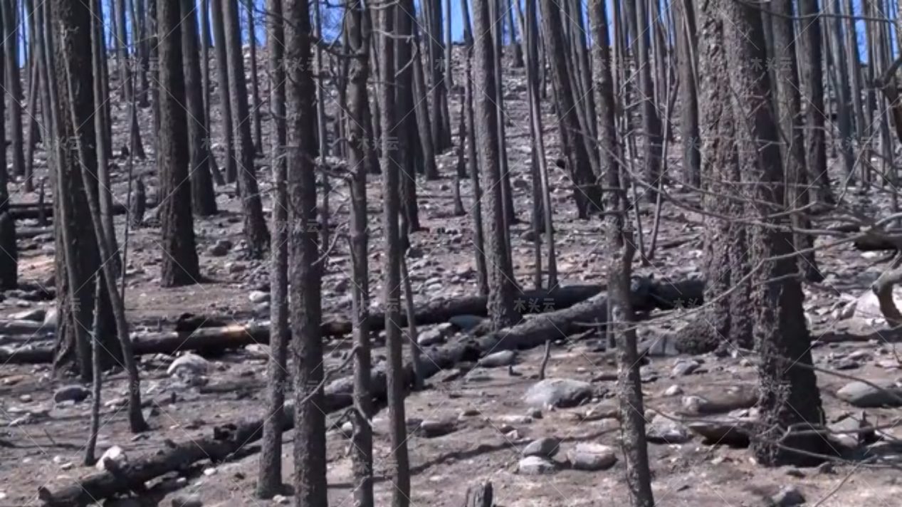 美国州史上最大山火竟是自己林务局放的