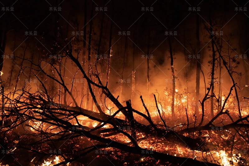 美国森林遭野火肆虐，目前烧毁面积超357万英亩!