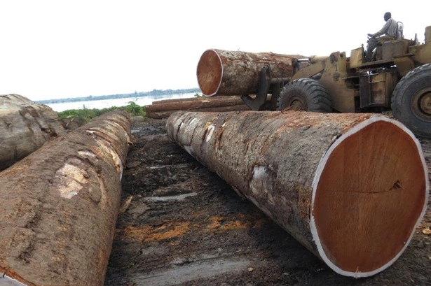 木材知识——大非洲楝百科知识