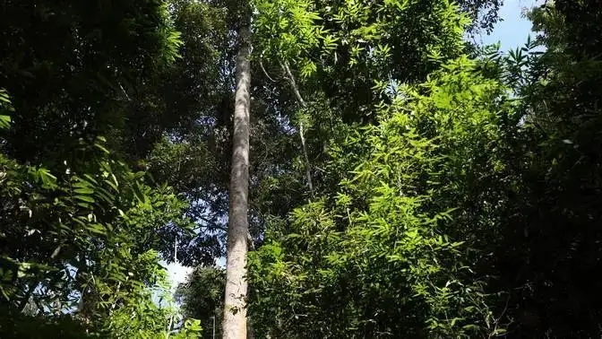 木材知识——龙脑香百科知识