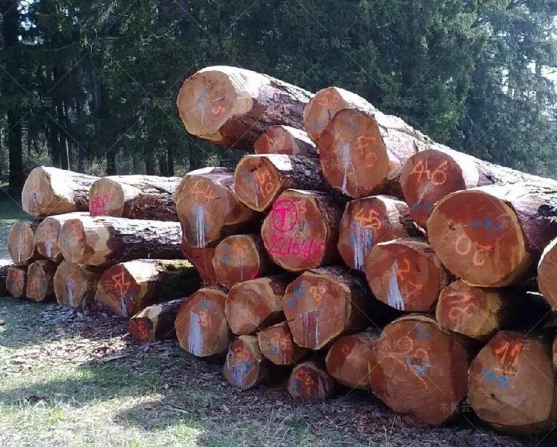 库存积压严重，木材市场小斑马价格高位跳水