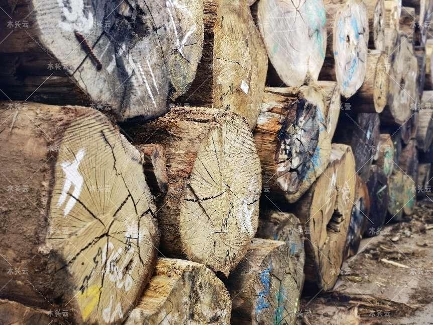 全球目光转向非洲至6月木材价格大涨