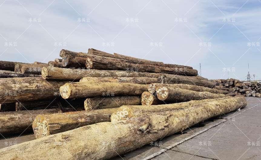 全球目光转向非洲至6月木材价格大涨