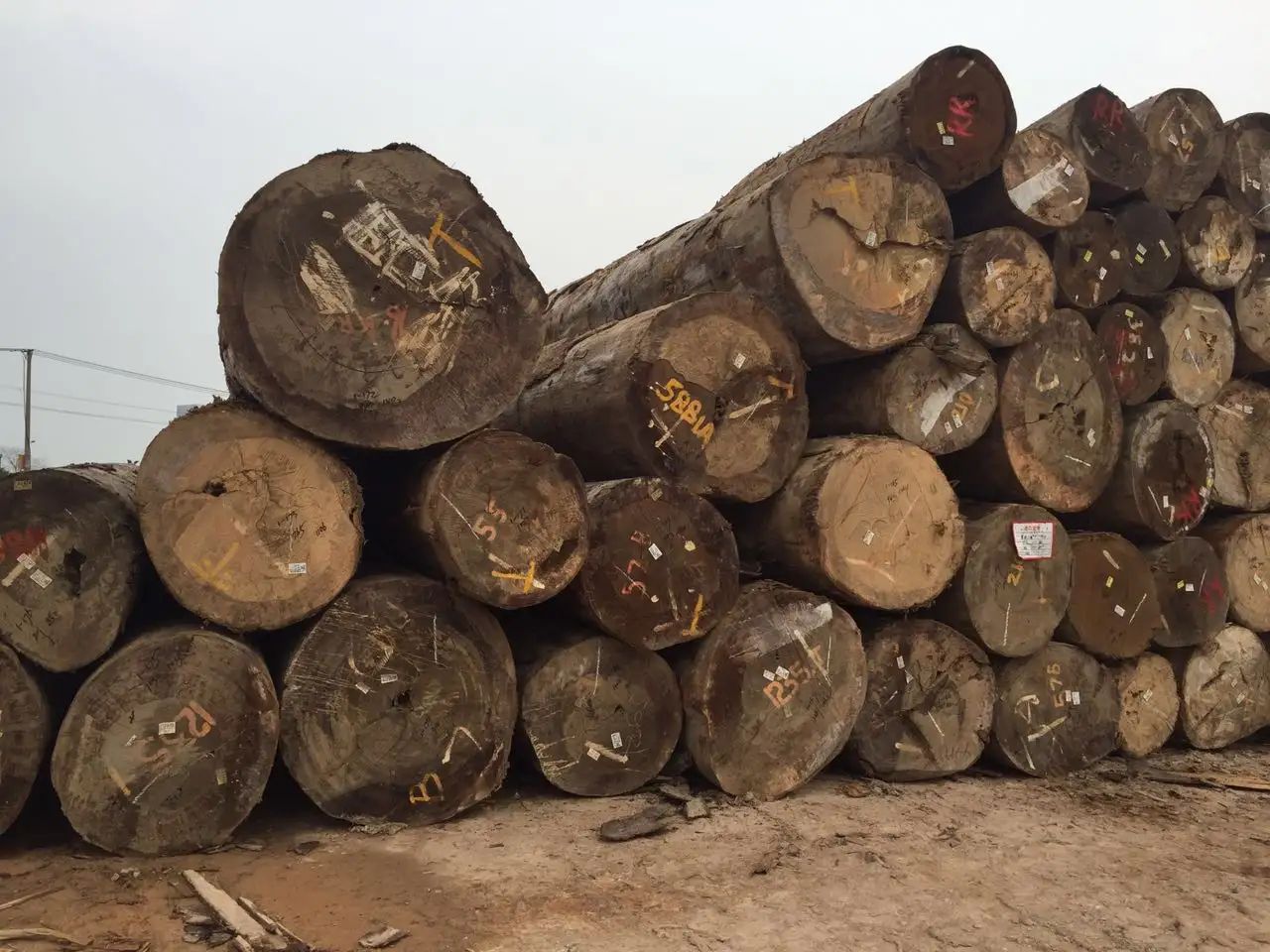 木材知识——贝壳杉百科知识