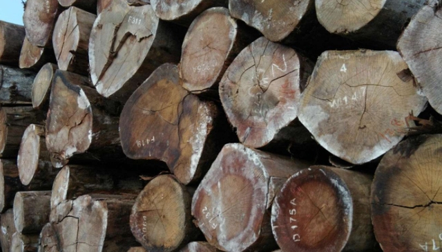 木材知识——奥特山榄百科知识