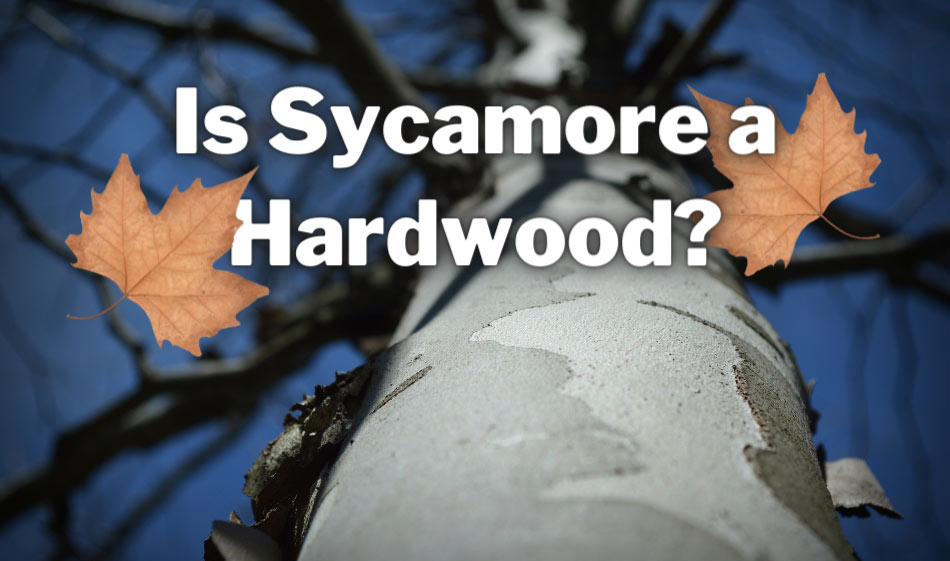 梧桐木是硬木吗?