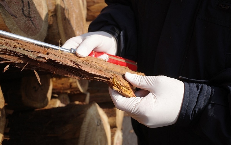 中国海关：进口原木不必再进行核酸检测