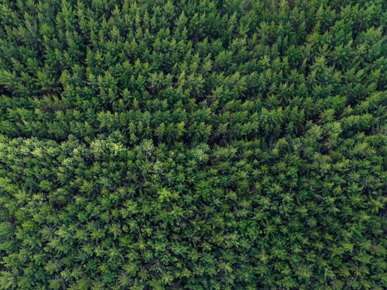 新西兰辐射松价格将大幅下跌