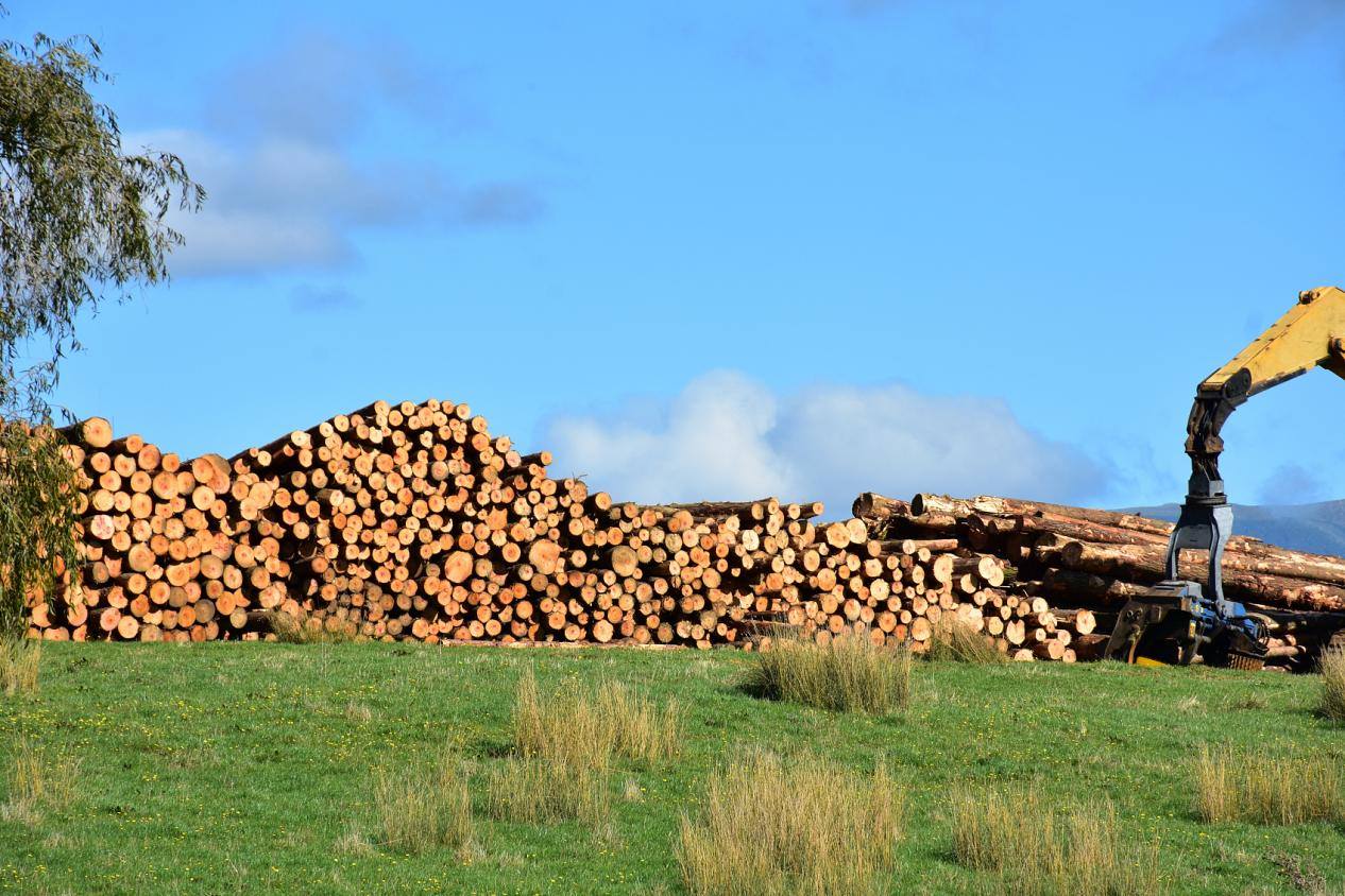 新西兰辐射松价格将大幅下跌