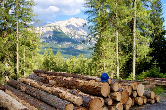 俄罗斯森林认证拖延4个月终被暂停