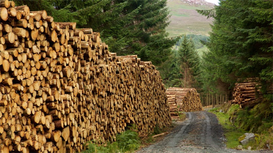 预计木材成本上涨将延续到下半年