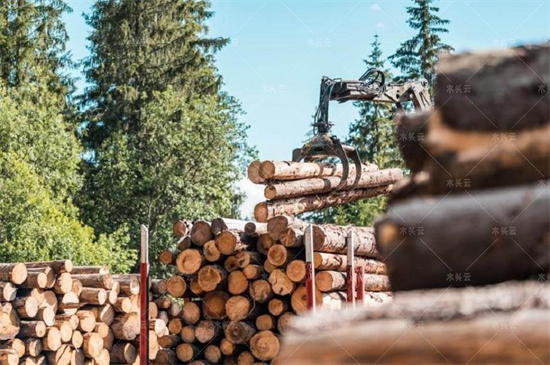 2022上半年全球木材市场回顾