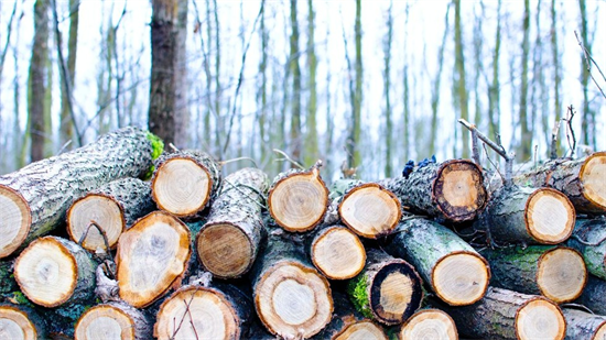 2022年全球木材出口国形势分析