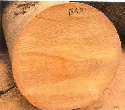 木材知识——黄胆木百科知识
