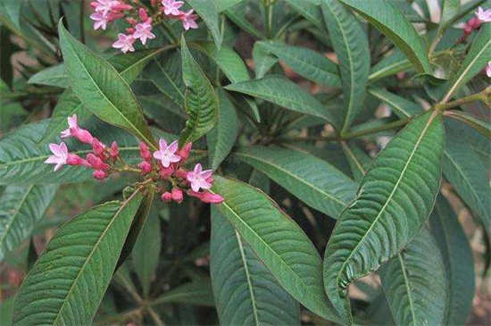 木材知识——鸡骨常山百科知识