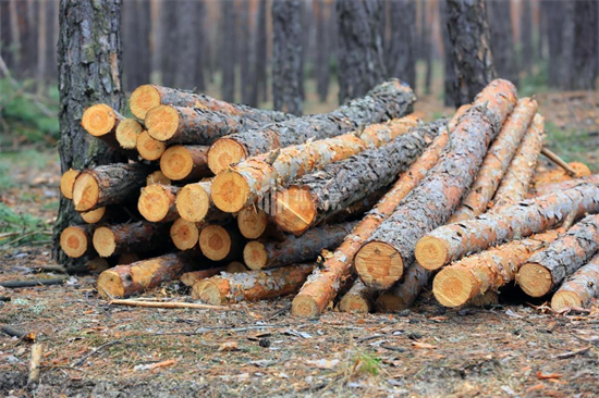 俄托木斯克查获一起木材走私 涉案金额超3000万卢布