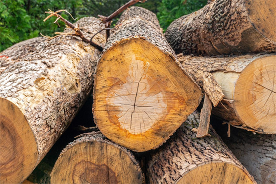 “制裁”俄罗斯，欧盟木材进口量减少67%