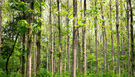 确定了!加纳将在9月主办第四届世界柚木大会
