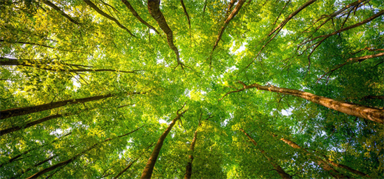 新西兰：启动林业和木材加工业转型计划