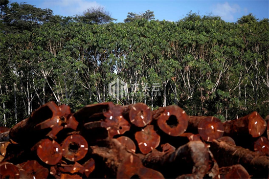 巴西木制品出口减少7.5%