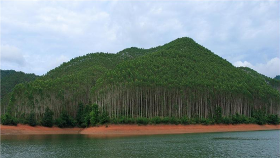 广西木材与纸浆产量大幅提升