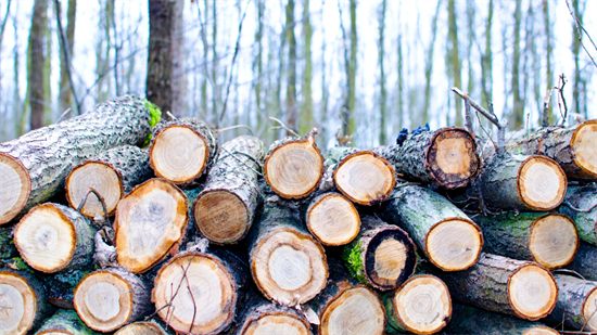 卢森堡近一半以上原木出口到中国和亚洲