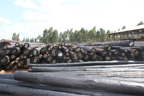 赞比亚：设立10个木材当地拍卖场