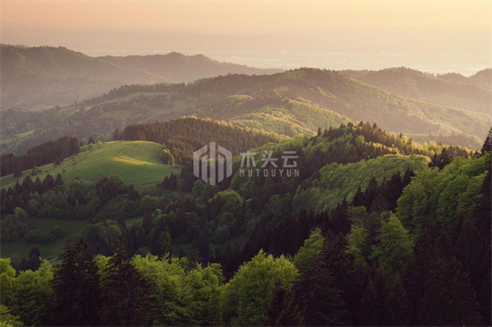 硬木短缺，德国人抱怨中国人买的太多!