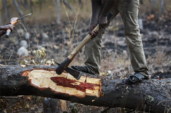 关于“木材刺客”，你了解多少?