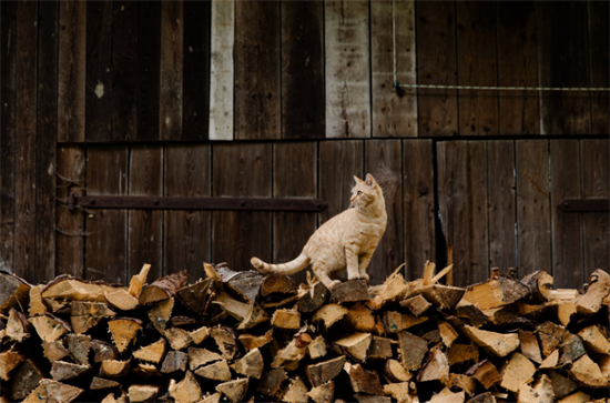欧洲能源木材供应紧缺!我国热泵市场有望进入长期高增长赛道