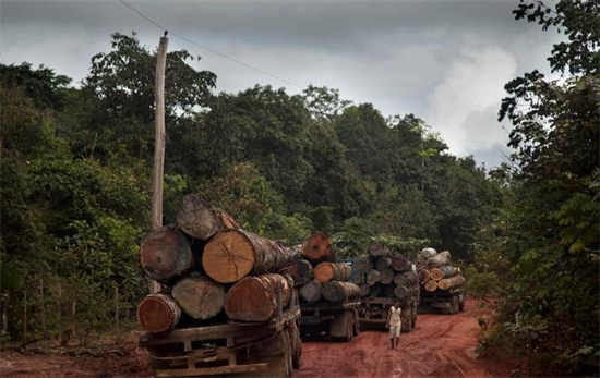 尼日利亚成立工作组遏制非法采伐