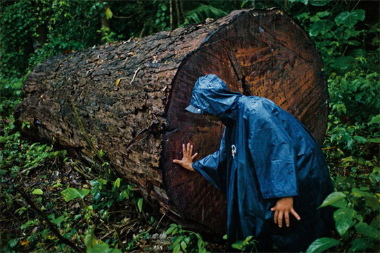 研究表明：约有15%的木材属于非法砍伐