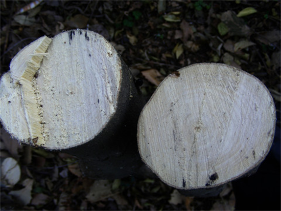 研究表明：约有15%的木材属于非法砍伐