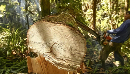 研究表明：约有15%的木材属于非法砍伐