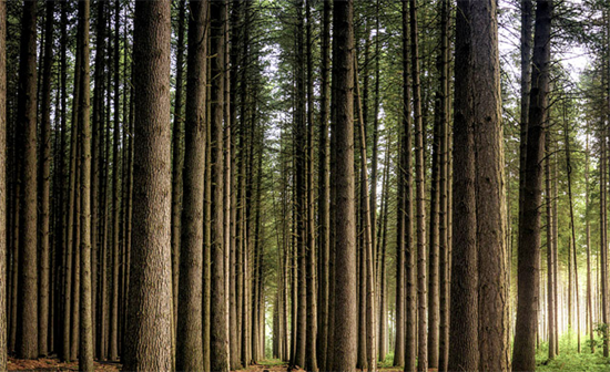 1.2亿的木材投资又是空头支票?民众提出质疑