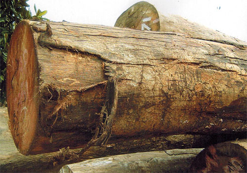 木材知识——桂樟(Cinnamomum culilawan.)百科知识