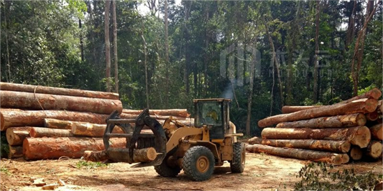 禁令仅执行了一年，几内亚重新恢复伐木