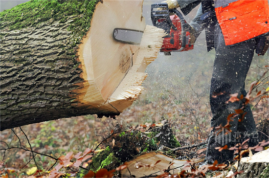 禁令仅执行了一年，几内亚重新恢复伐木