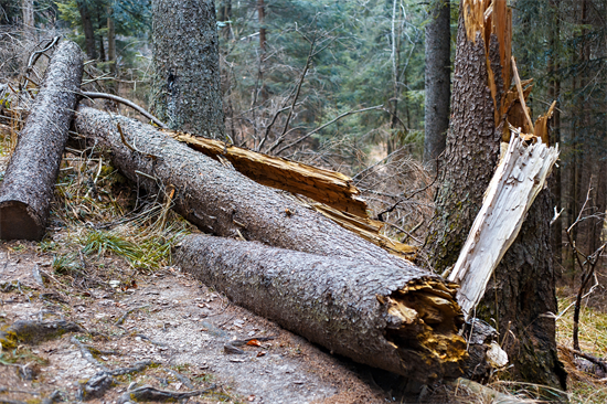 美国俄勒冈州法官裁定禁止联邦批准木材销售