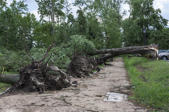 美国俄勒冈州法官裁定禁止联邦批准木材销售