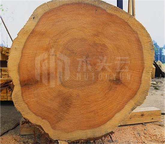 日本木材库存充足，雪松原木优势明显
