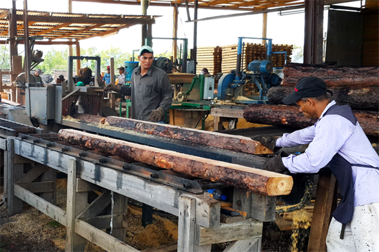 非洲木材商：木材价格波动受中国需求影响
