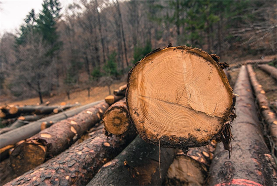 非洲木材商：木材价格波动受中国需求影响