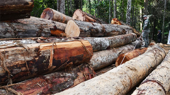 “地球上最重要的大选”结果出炉，将改变巴西木材出口格局