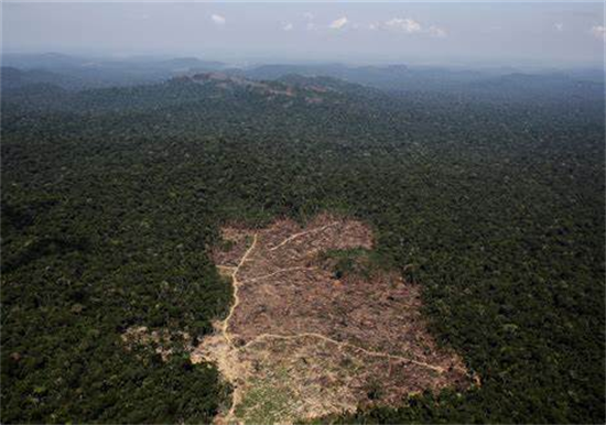 “地球上最重要的大选”结果出炉，将改变巴西木材出口格局