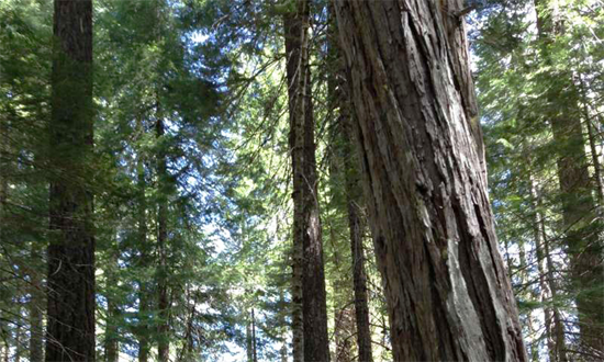 十年里，大火和干旱毁灭了加州三分之一的森林