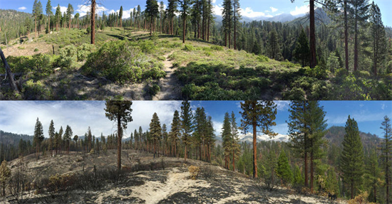 十年里，大火和干旱毁灭了加州三分之一的森林