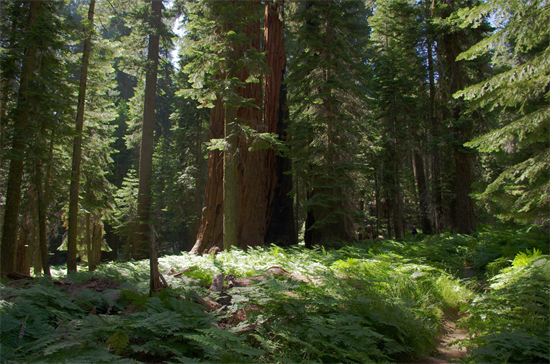 十年里，大火和干旱毁灭了加州三分之一的森林